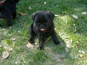 Masse's Pudgy Pugs